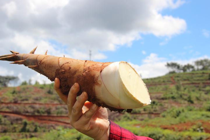 10个月的时间,通过科技成果转化和高效培育新技术的应用,实现提前发笋